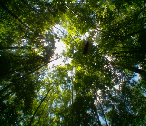 林间向上观测树冠覆盖度及成像图